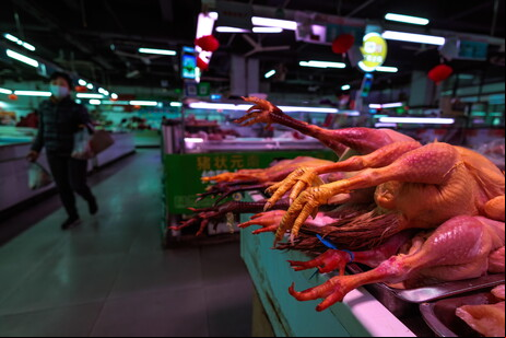 Gripe aviária pode afetar exportações brasileiras de carne de frango